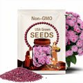 Ageratum Pink  x  50 Seeds