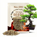 10 Japanese BLACK PINE TREE Evergreen Pinus Thunbergii Seeds *Flat Shipping