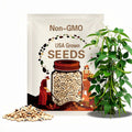 50 Contender Green Beans, Phaseolus vulgaris, PV0150